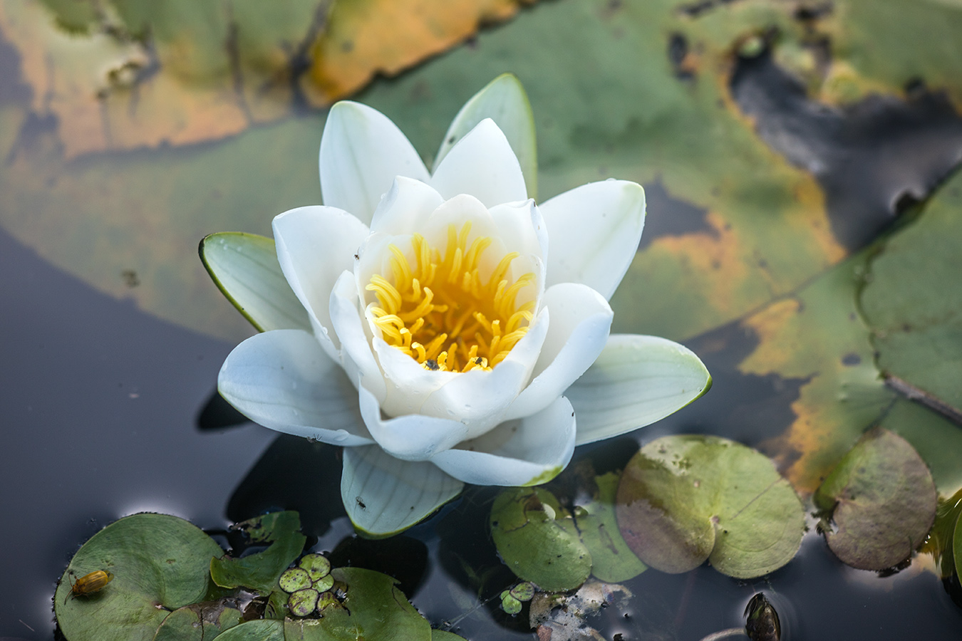 Изображение особи Nymphaea alba.