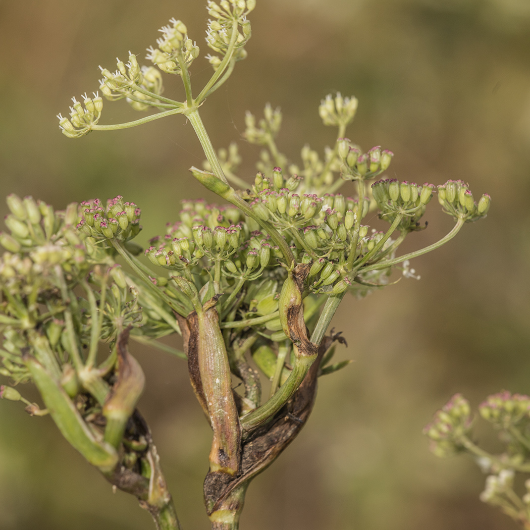 Изображение особи Macroselinum latifolium.