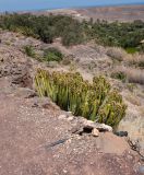 Euphorbia canariensis. Верхушка плодоносящего растения. Испания, автономное сообщество Канарские о-ва, о-в Фуэртевентура, провинция Las Palmas, муниципалитет Pajara, пос. La Lajita, \"Оазис-Парк\", ботанический сад. 31.05.2019.