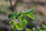 Lonicera xylosteum. Верхушка побега с бутонами. Самарская обл., Жигулёвский заповедник, гора Стрельная, опушка смешанного леса. 02.05.2021.