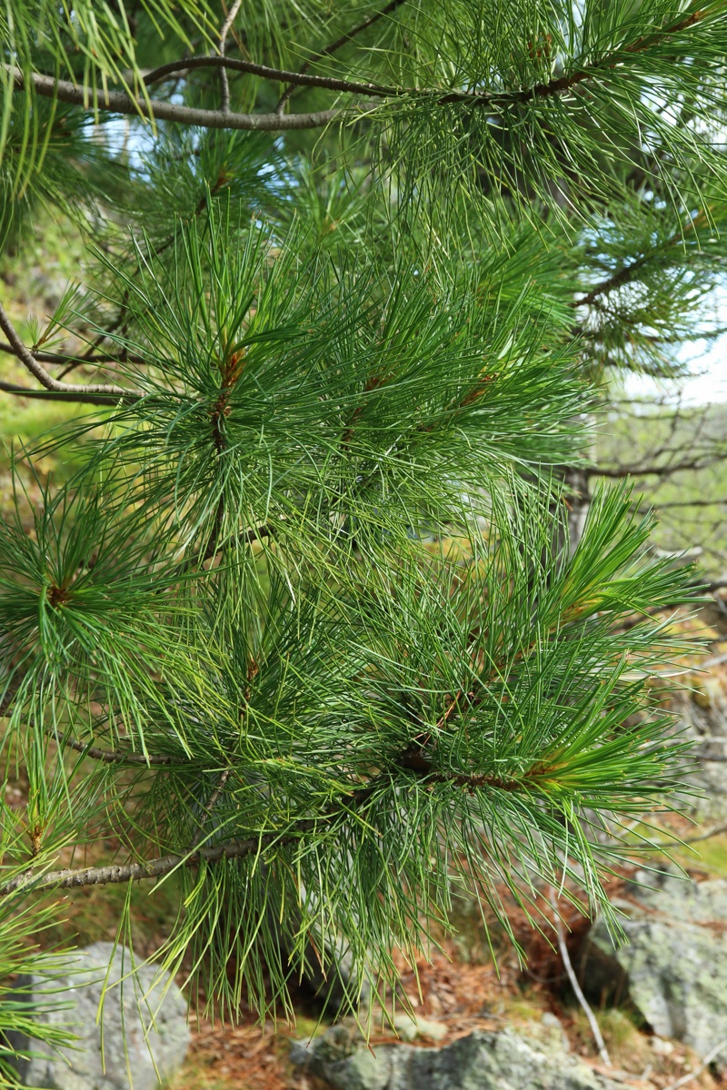 Изображение особи Pinus sibirica.