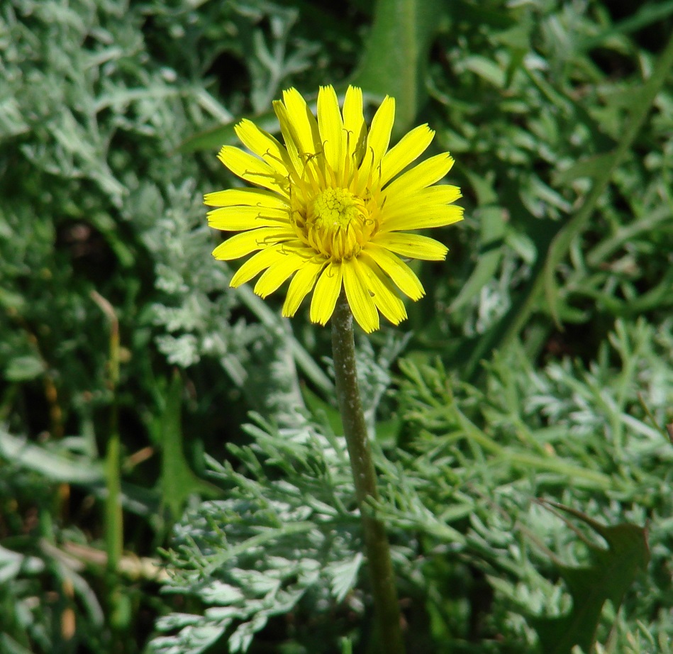 Изображение особи род Taraxacum.