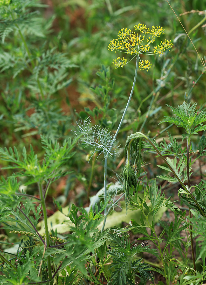 Image of Anethum graveolens specimen.