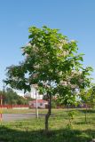 Catalpa bignonioides. Цветущее растение. Владикавказ, парк на левом берегу р. Терек, в культуре. 03.07.2022.