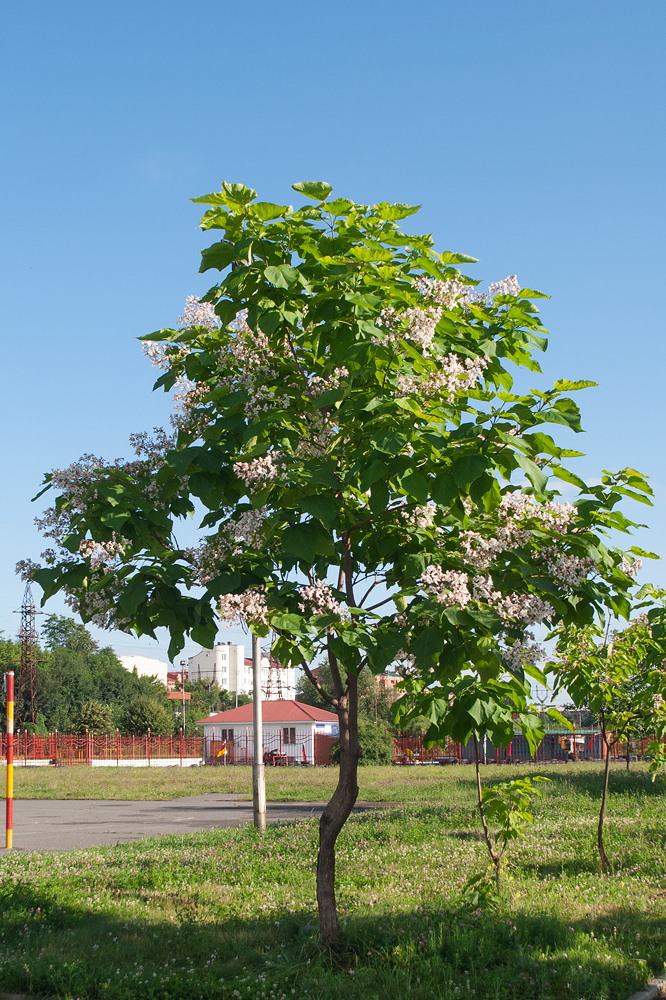 Изображение особи Catalpa bignonioides.