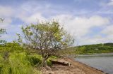 Crataegus pinnatifida. Цветущее растение. Приморский край, Хасанский р-н, окр. пгт Посьет, берег моря. 12.06.2022.