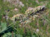 Dactylis glomerata