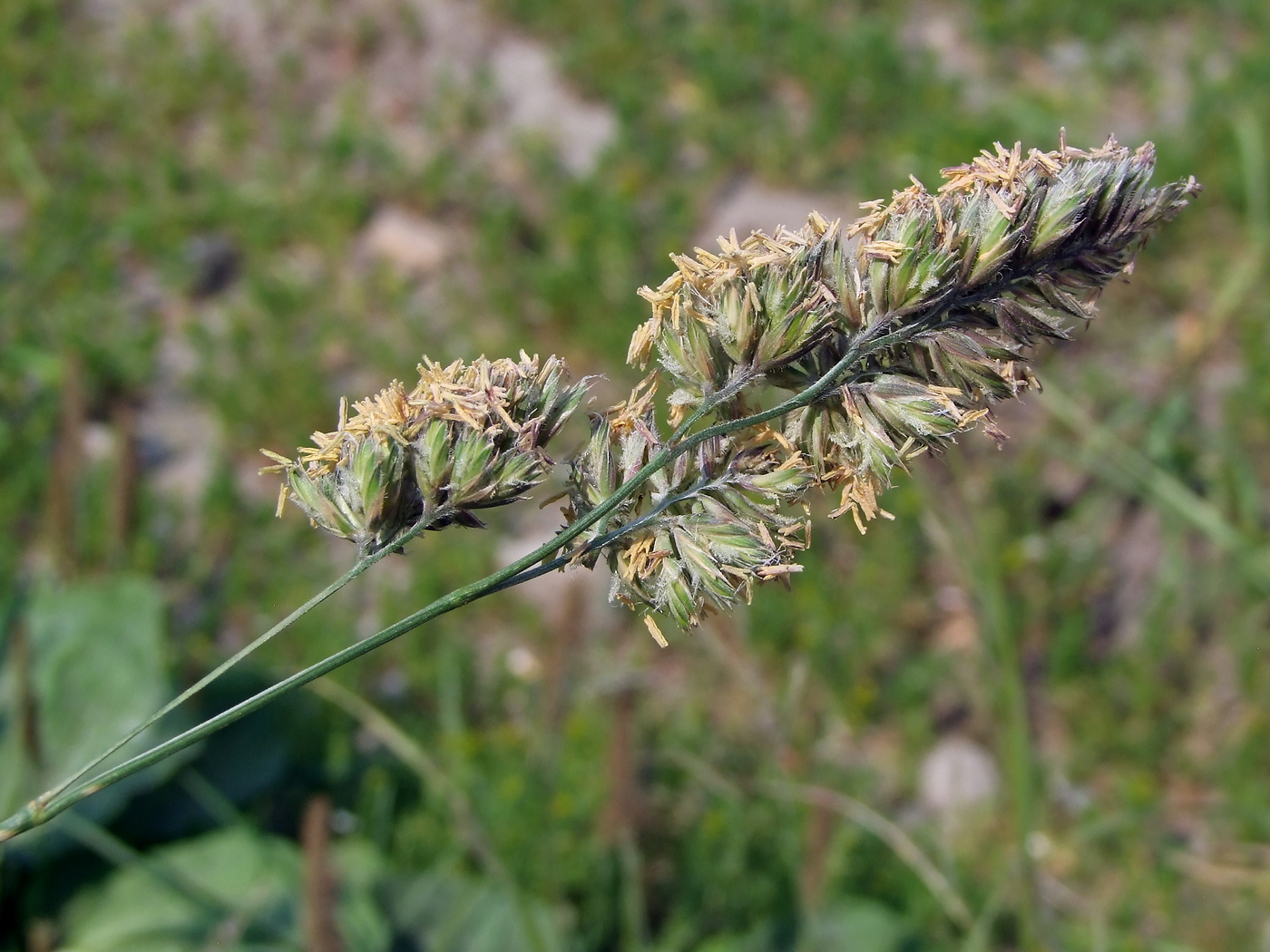 Image of Dactylis glomerata specimen.