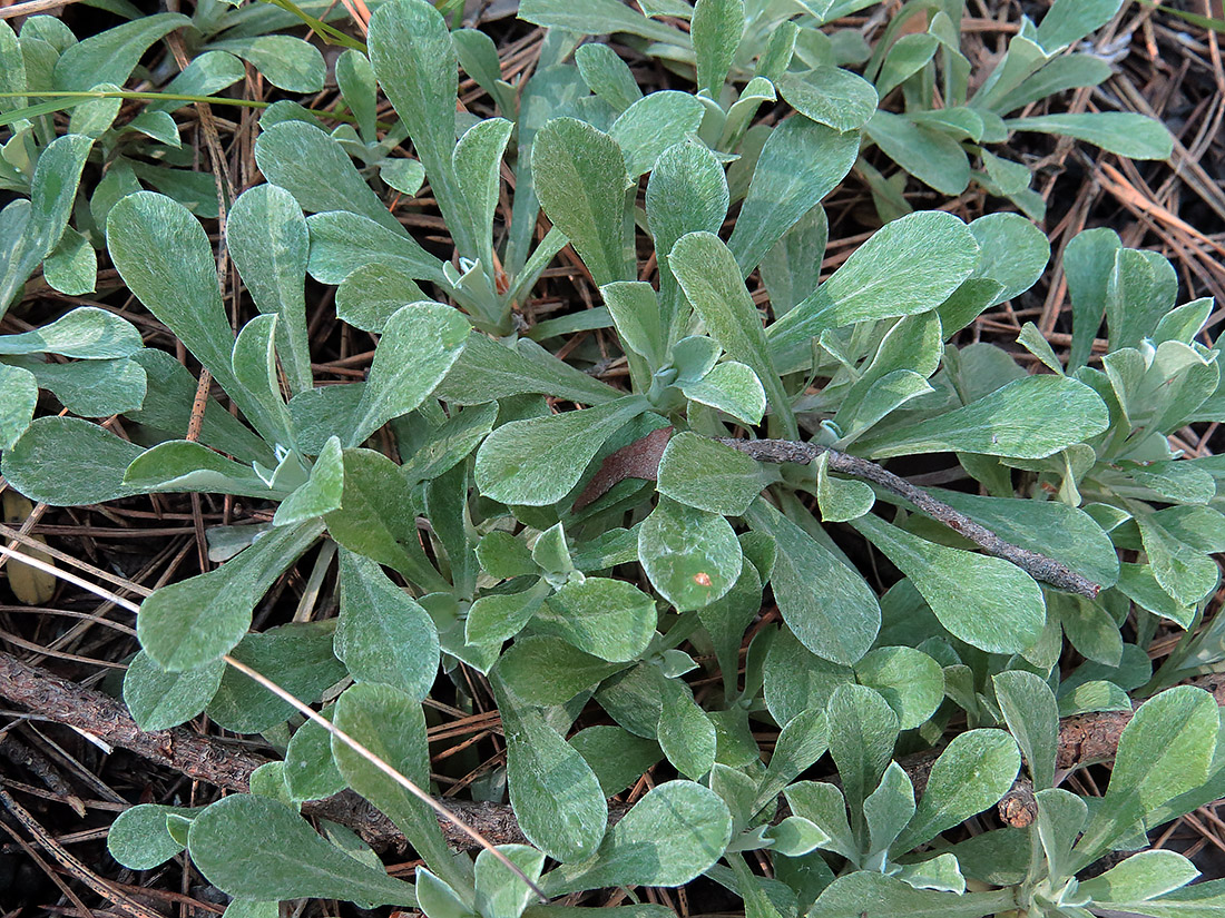 Изображение особи Antennaria dioica.