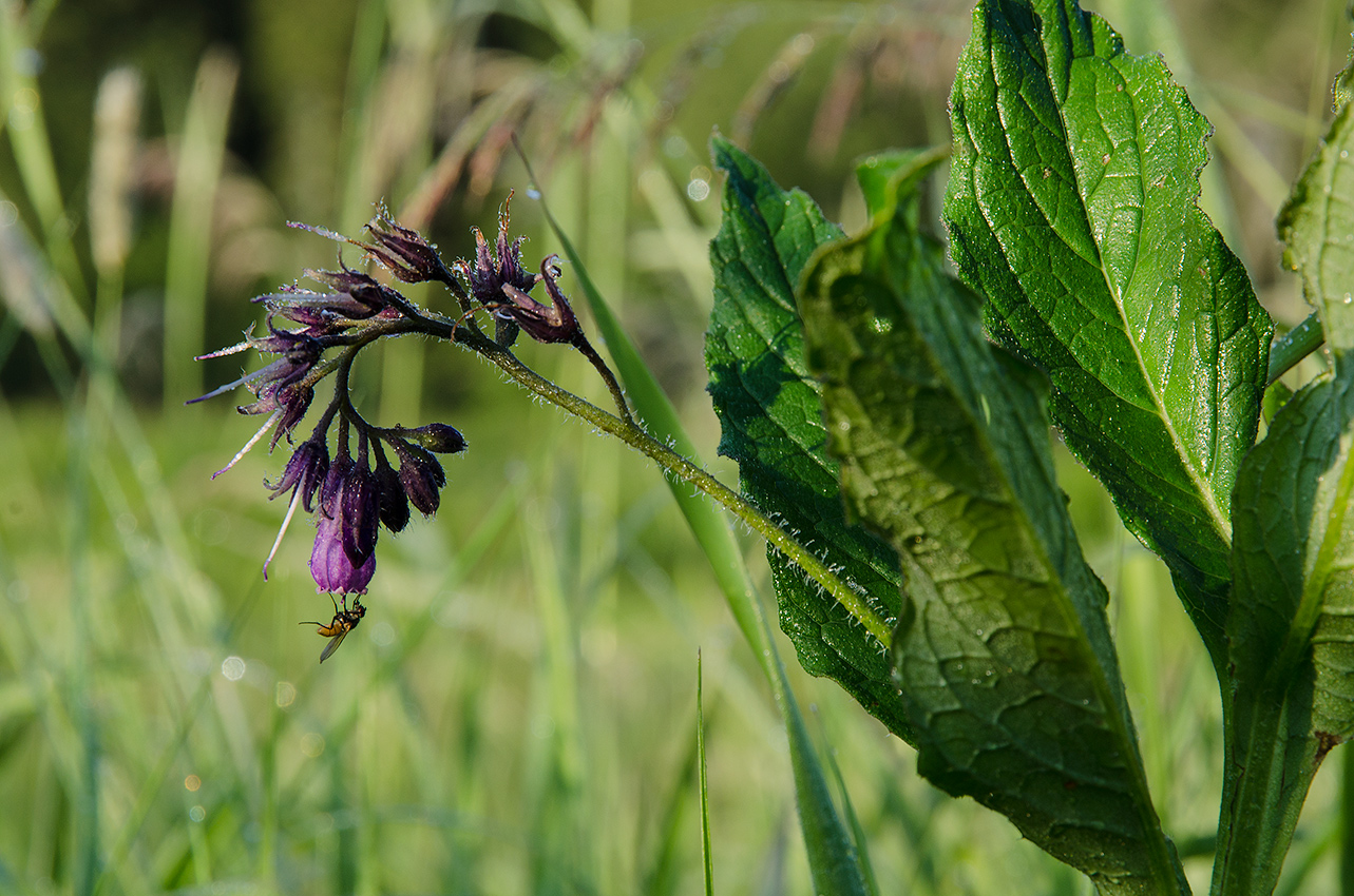 Изображение особи Symphytum officinale.