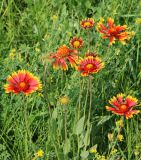 Gaillardia aristata