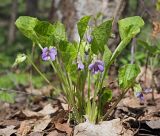 Viola mirabilis