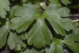 Ranunculus sceleratus