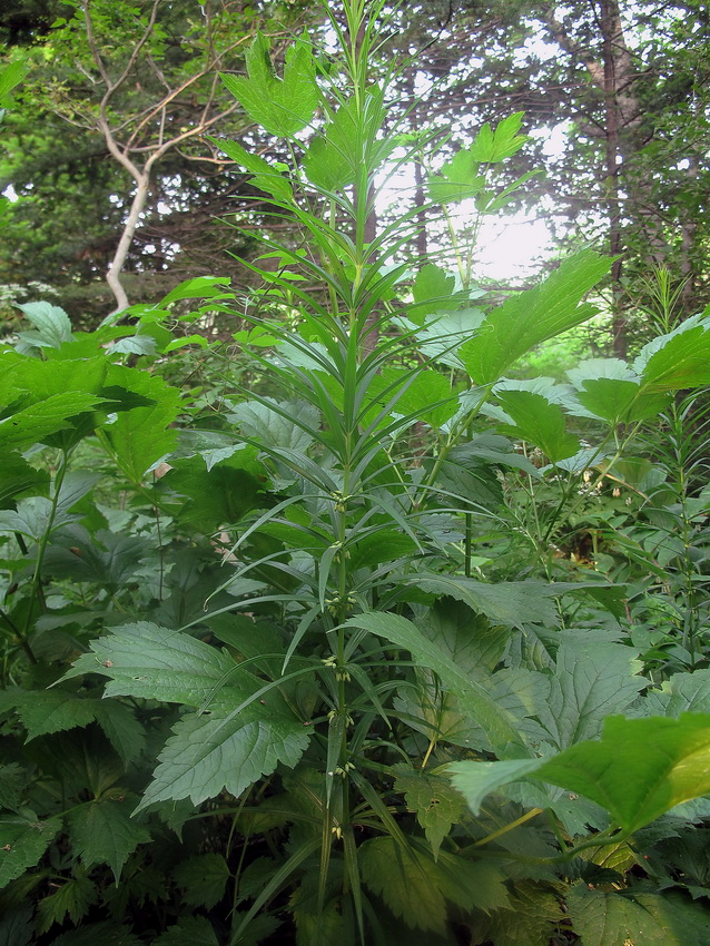 Image of Polygonatum stenophyllum specimen.