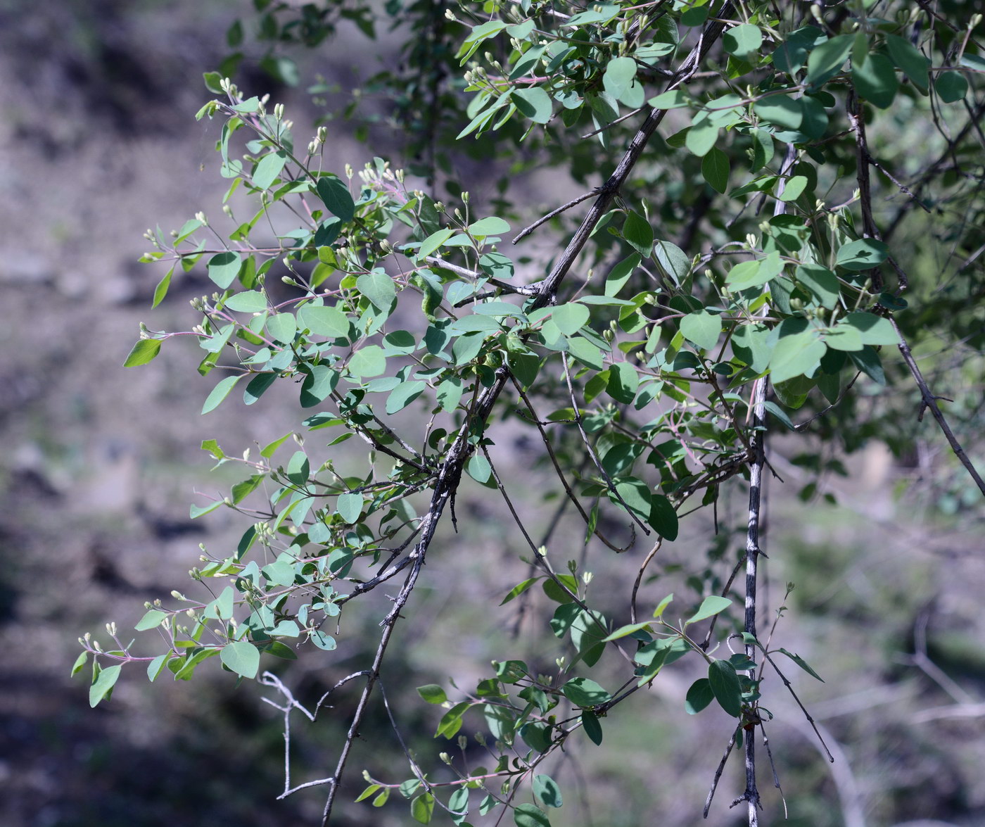 Image of genus Lonicera specimen.