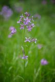 Hesperis matronalis