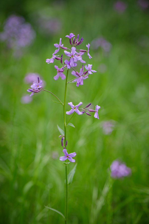 Image of Hesperis matronalis specimen.