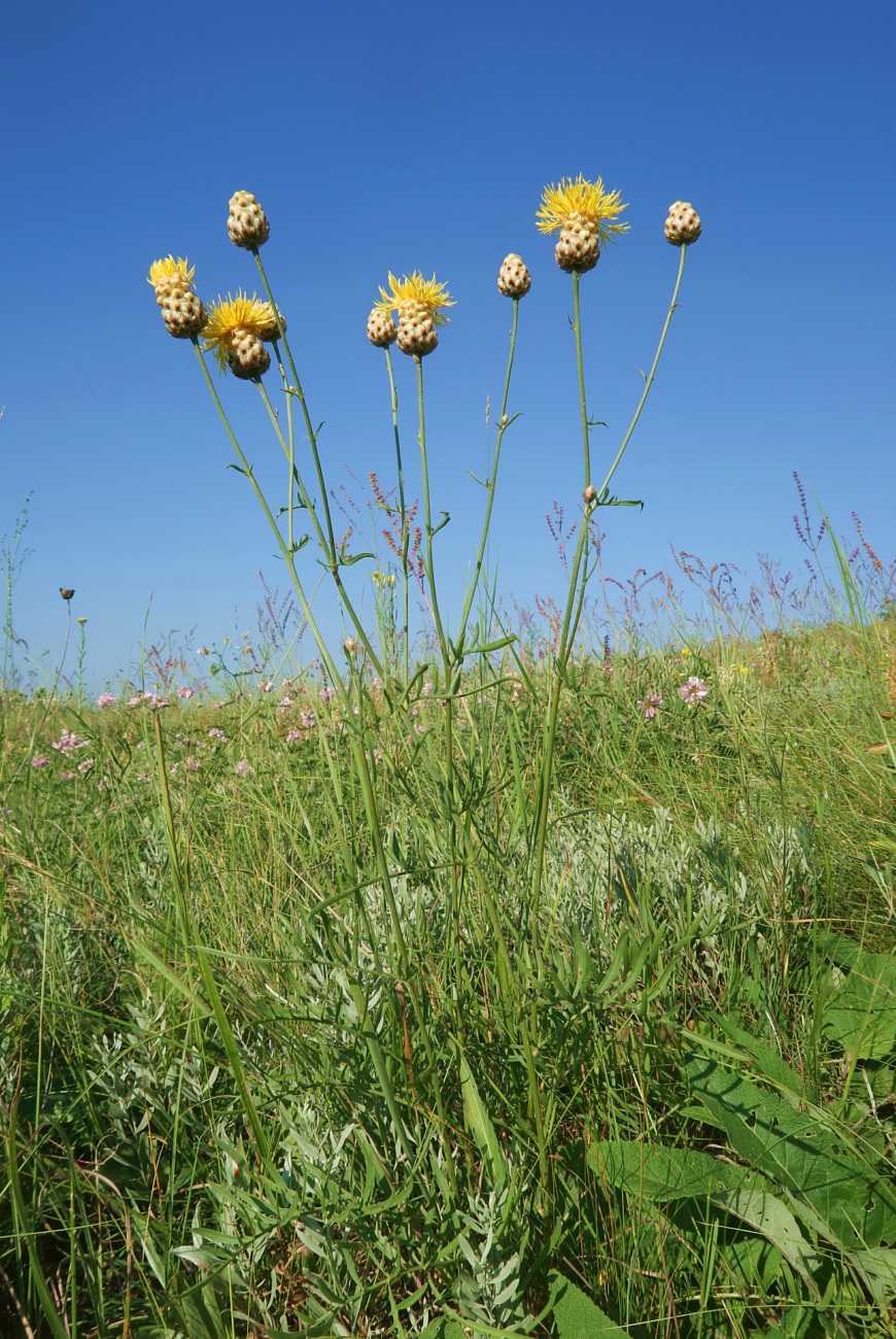 Изображение особи Centaurea orientalis.