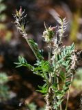 Oxytropis pilosa