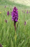 Dactylorhiza euxina