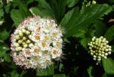 Physocarpus opulifolius