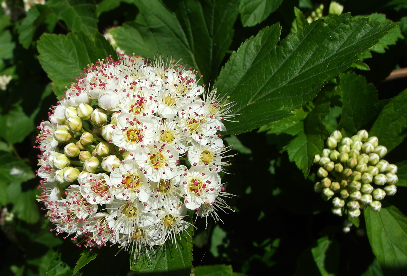 Image of Physocarpus opulifolius specimen.