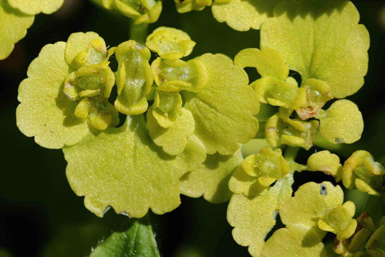 Image of Chrysosplenium alternifolium specimen.