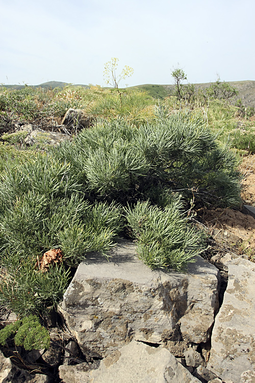 Изображение особи Lepidolopha talassica.