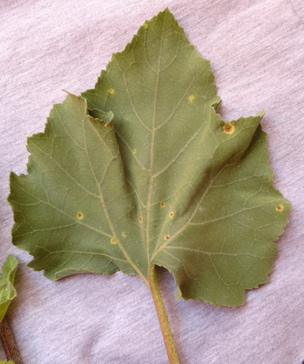 Image of Xanthium orientale specimen.