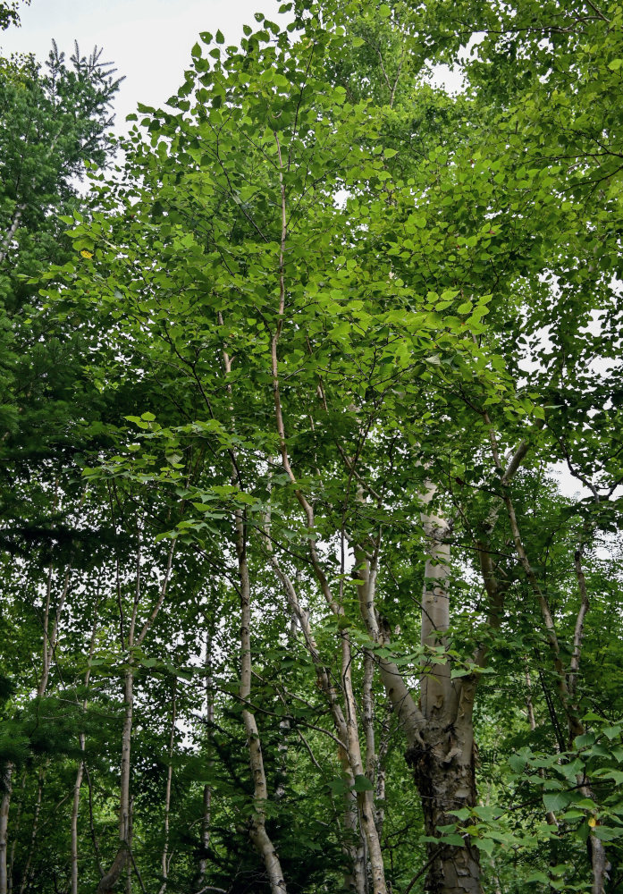 Изображение особи Betula ermanii.