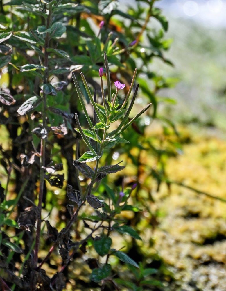 Image of genus Epilobium specimen.