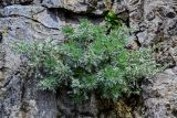 Artemisia schmidtiana. Расцветающие растения. Курильские о-ва, о-в Кунашир, мыс Сукачёва, на скале. 22.08.2022.