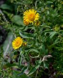 Inula britannica. Верхушки побегов с соцветиями. Оренбургская обл., Кувандыкский гор. округ, Карагай-Губерлинское ущелье, луговой склон. 04.07.2023.