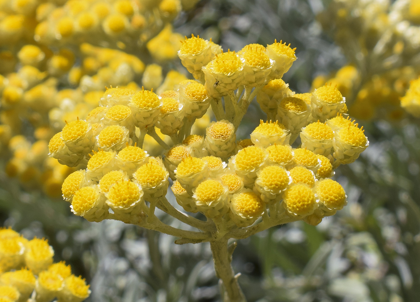 Image of Helichrysum orientale specimen.