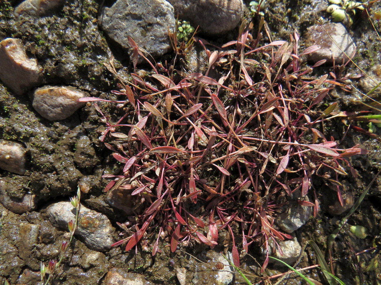 Image of Limosella aquatica specimen.