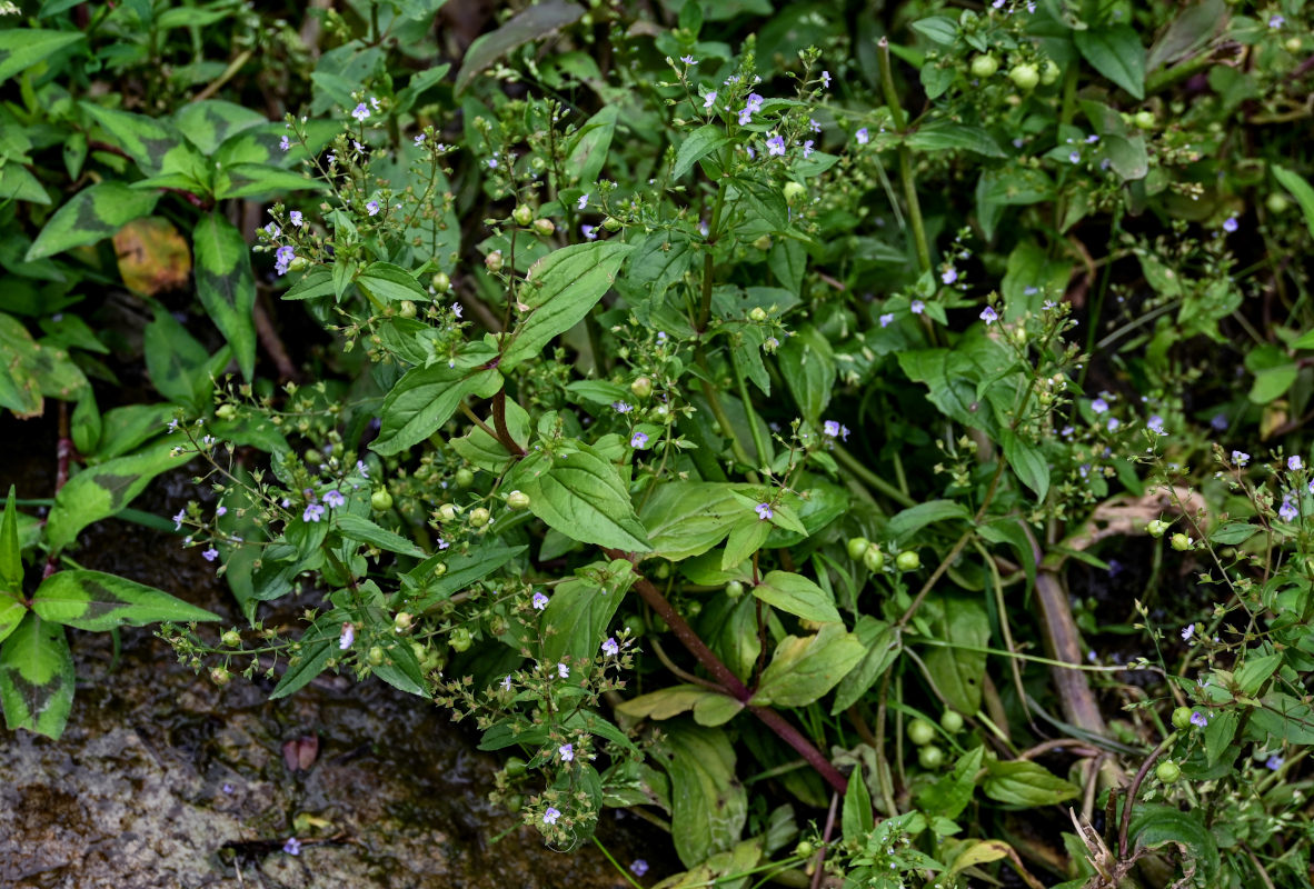 Image of Veronica anagallis-aquatica specimen.