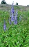 Veronica longifolia