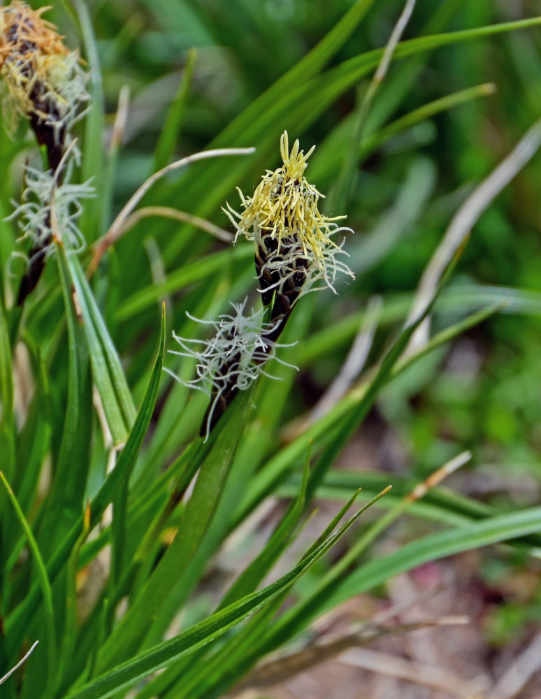 Изображение особи род Carex.