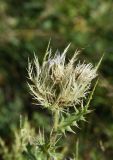 Cirsium obvallatum. Верхушка цветущего растения. Адыгея, Кавказский биосферный заповедник, плато Лагонаки, 2 км к северо-западу от горы Нагай-Кош, луг. 16 августа 2023 г.