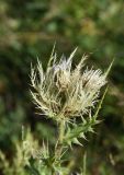 Cirsium obvallatum