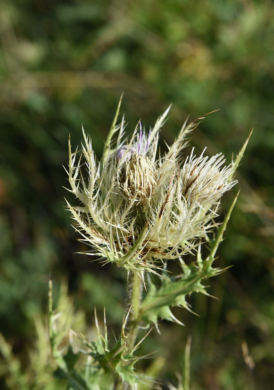 Изображение особи Cirsium obvallatum.