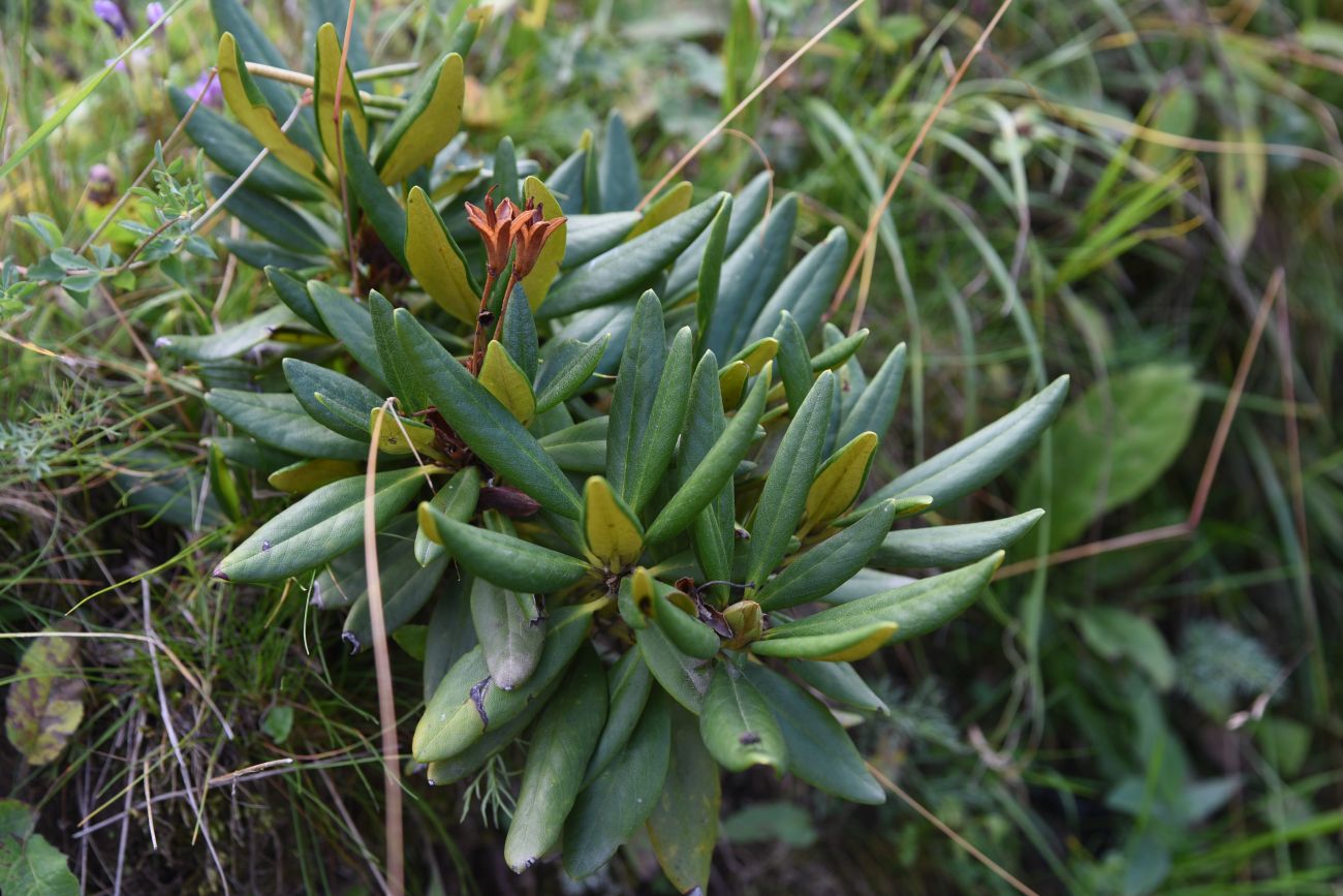 Image of Rhododendron caucasicum specimen.