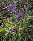 Corydalis solida