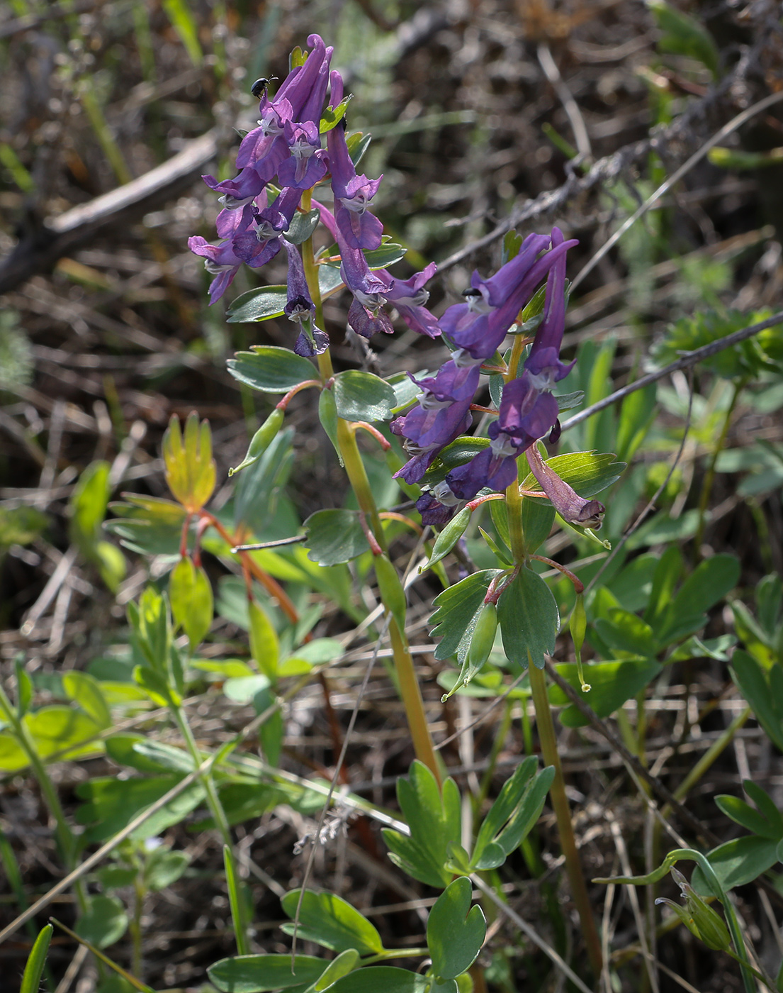Изображение особи Corydalis solida.