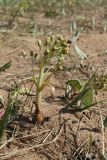 Petasites spurius