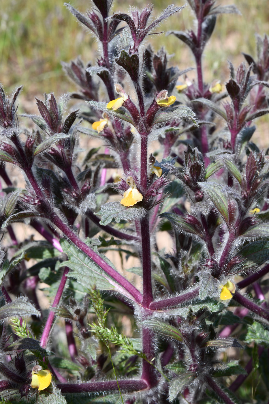 Изображение особи Paraeremostachys dshungarica.