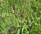 Cirsium simplex