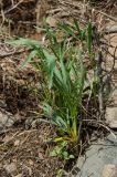 Falcaria vulgaris
