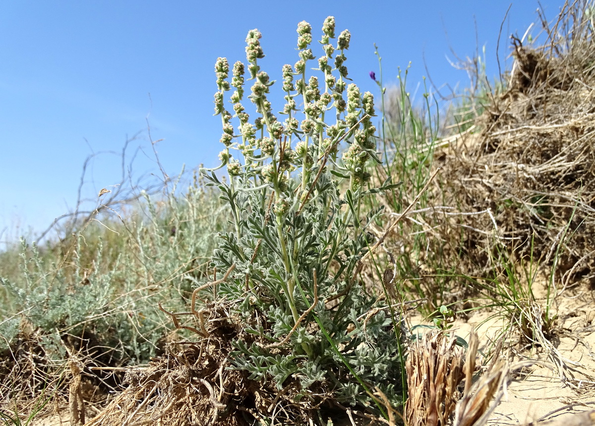 Изображение особи Turaniphytum eranthemum.