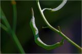 genus Brassica. Незрелый плод. Московская обл., Раменский р-н, окр. дер. Хрипань, садовый участок. 25.06.2024.
